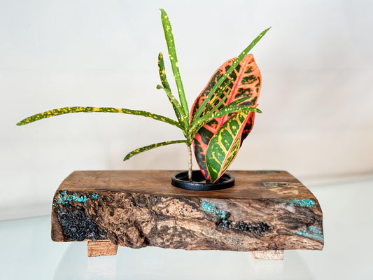 Handmade Banyan Wood Ikebana (Japanese Style Vase) with Bark Inclusion and Turquoise and Anthracite Inlay, Wood Ikebana, Made in Hawaii